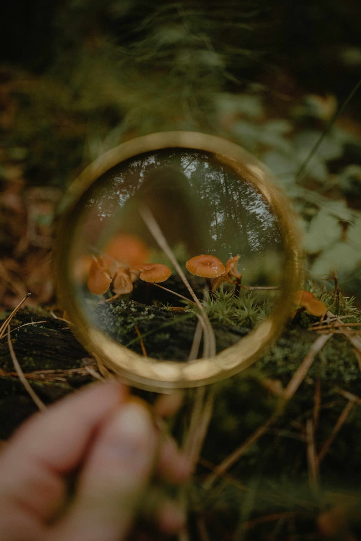 Journée aventure complète avec jeu de piste nature, activités en plein air et cani-randonnée - Arbre à Loup