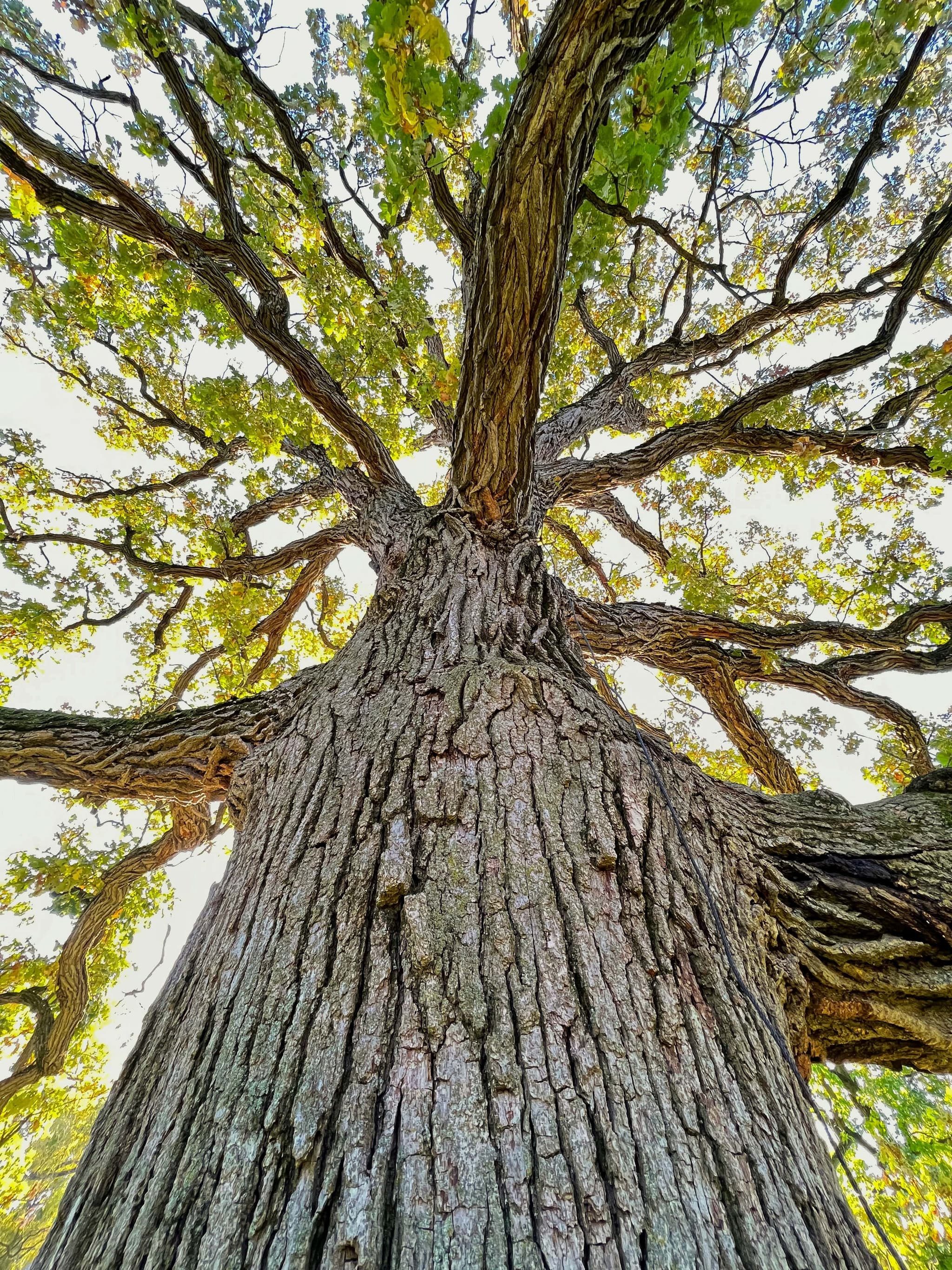 Arbre majestueux